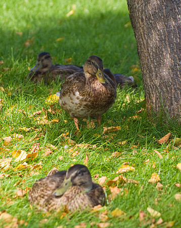 Ducks In Shade