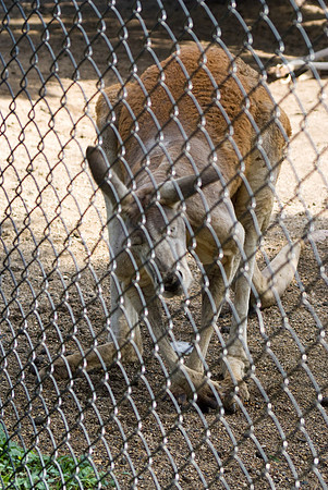Red Kangaroo