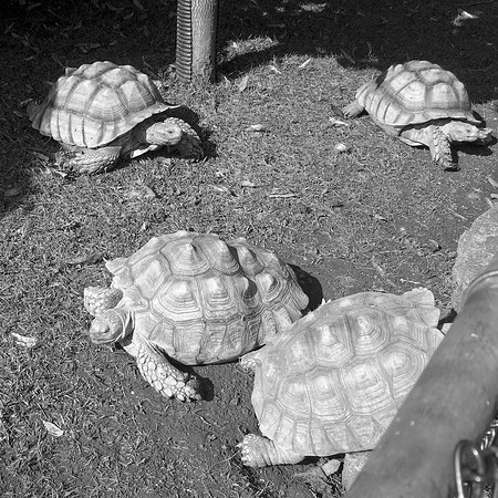 Tortoise