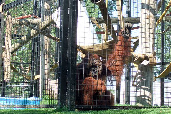Tal the Orangutan