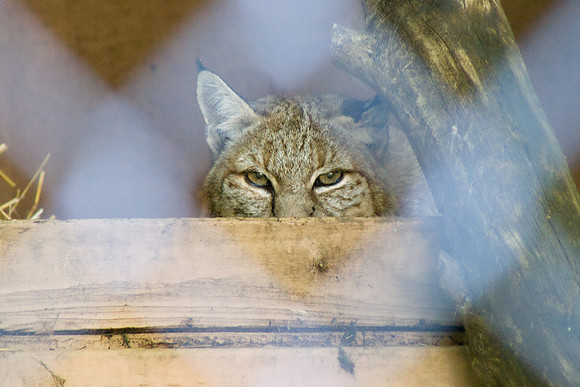 Bobcat