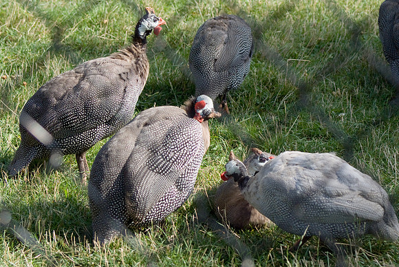 Spotted Fowl