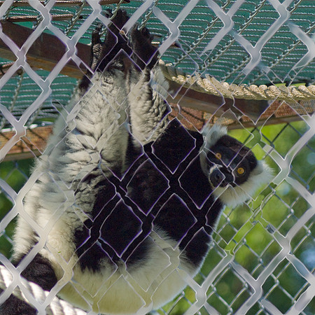 Lemer Hanging From Cage