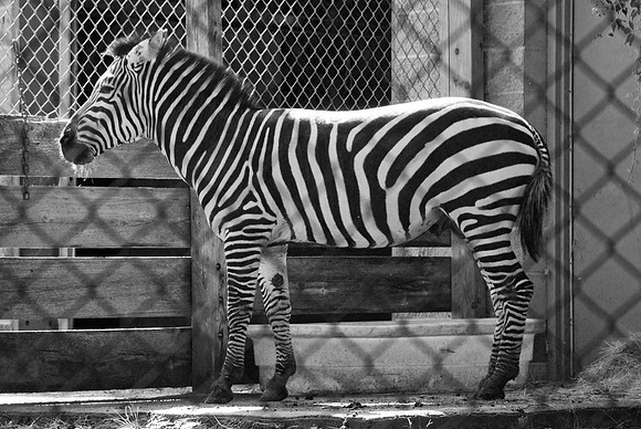 Grant's Zebra