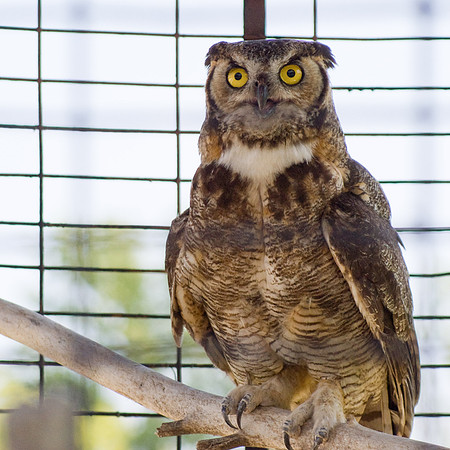 Great Horned Owl