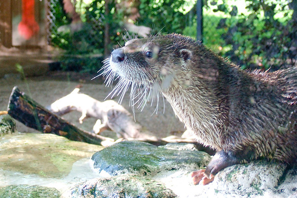 Whiskers
