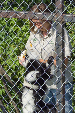 Lemer Begs For Bananas
