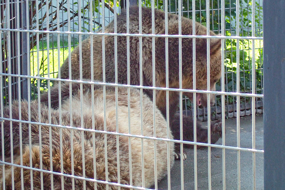 Grizzly Bears Keep Cool