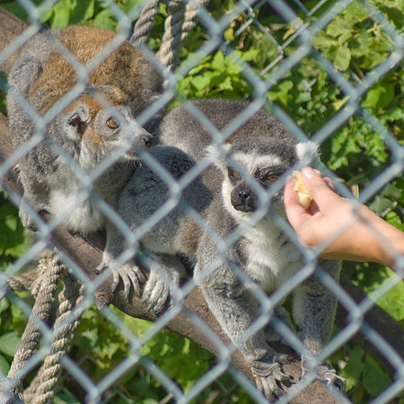 Hand Feeding The Lemers