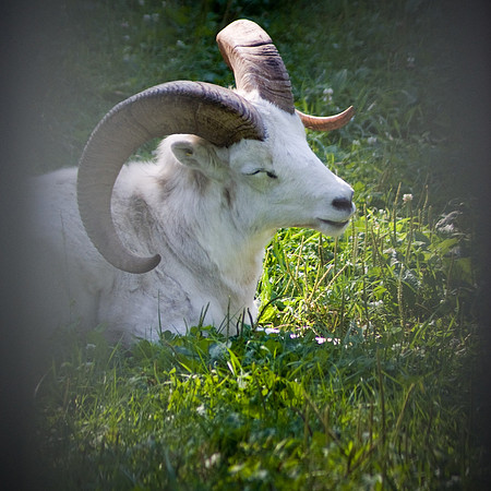 Dall Sheep Resting In The Meadow