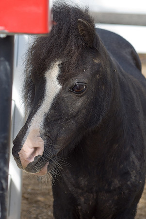 Blackie