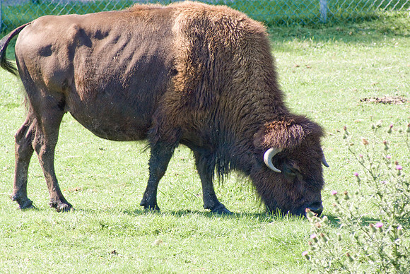 Bison Feeding