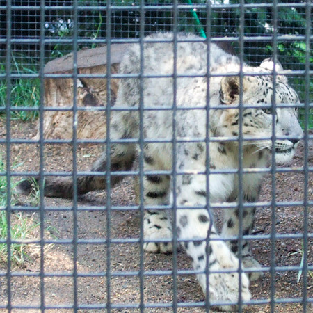 Snow Leopard