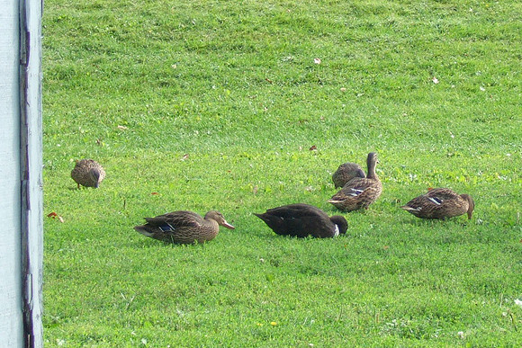 Ducks Running Wild