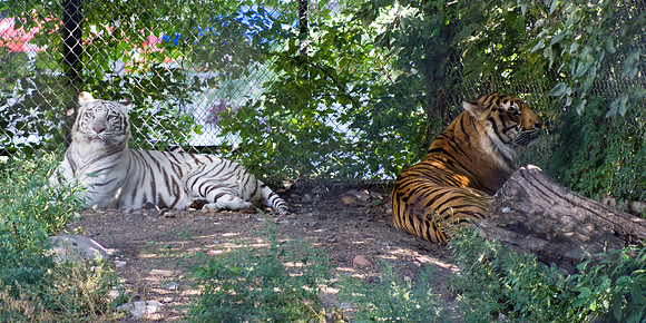 Neena And Hobbes