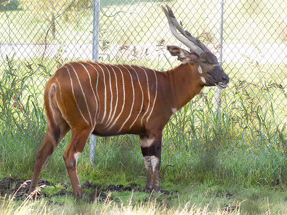 Bongo Refuge