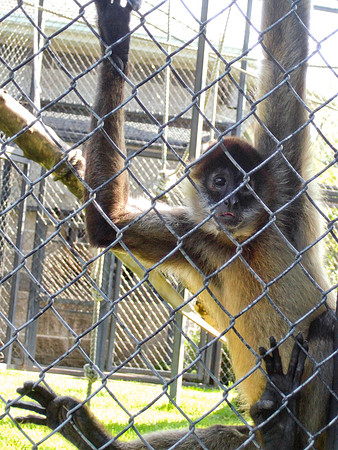 Sean The Spider Monkey
