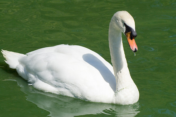 White Swan