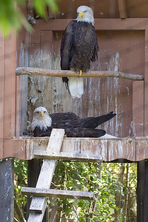 Bald Eagles In Box