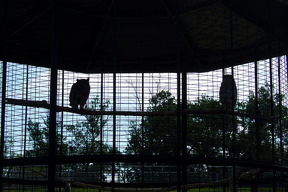 Eastern Screech Owl