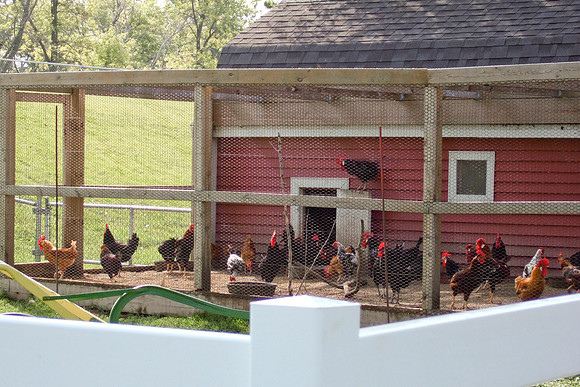 Chicken Pen