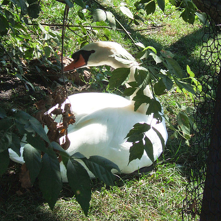 Swan Hidding In The Shade