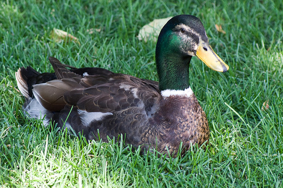 A Duck Nestled In The Grass
