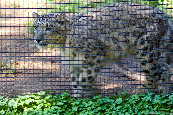 Snow Leopard