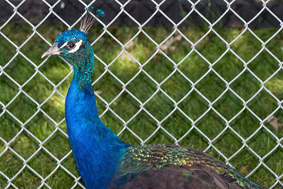 Peacock Pose