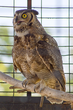 Owl Says Goodbye