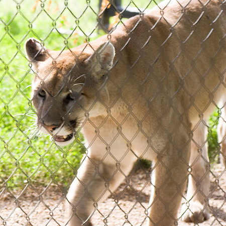Cougar