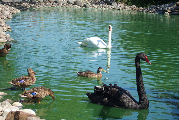 Swans In The Duck Pond