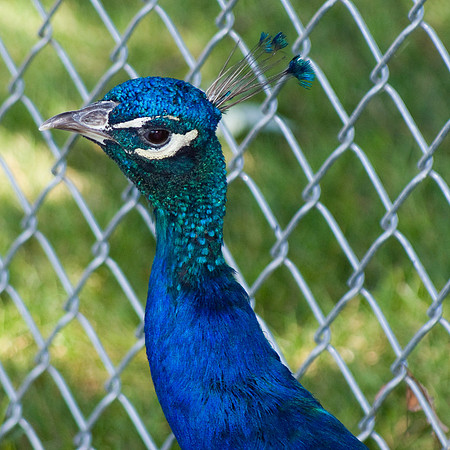 Peacock At The Fence