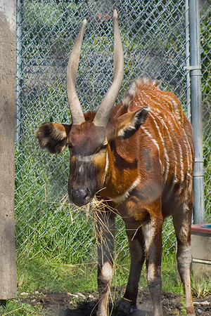 Bongo Eatting Hay