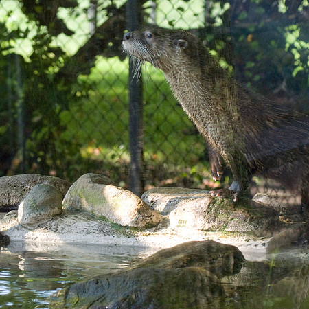 River Otter