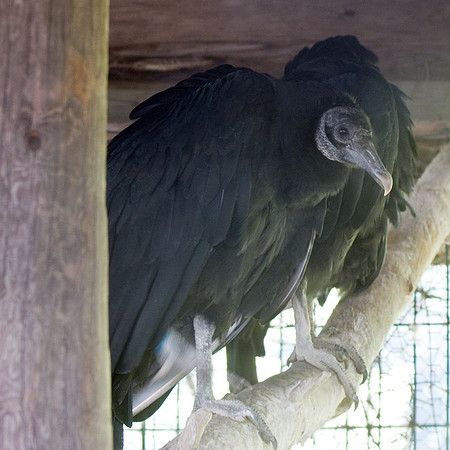 Black Vulture On Perch