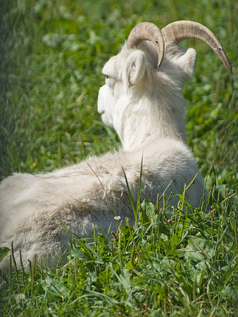 Dall Sheep Looks Away