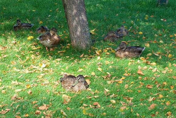 Ducks Find The Shade