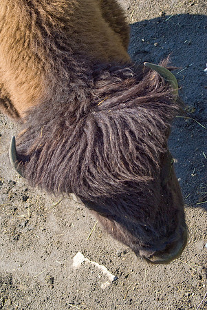 Bison Below