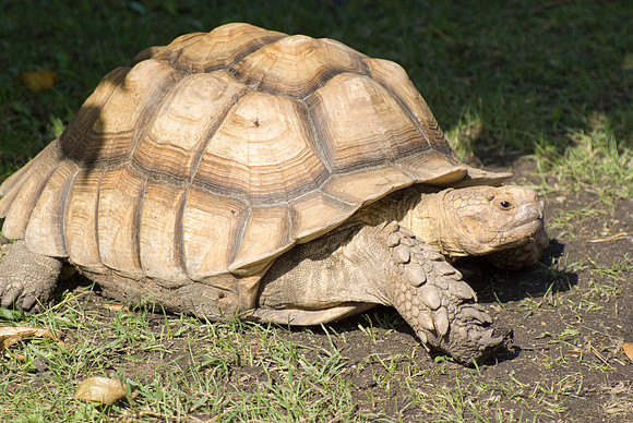 Tortoise And The Fly