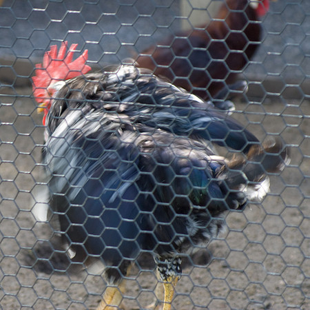 Red Comb