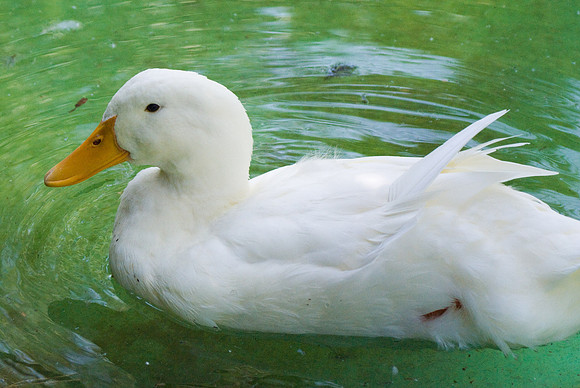 A Duck