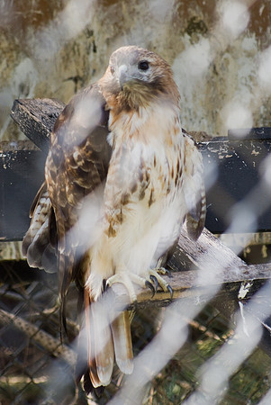 Hawk