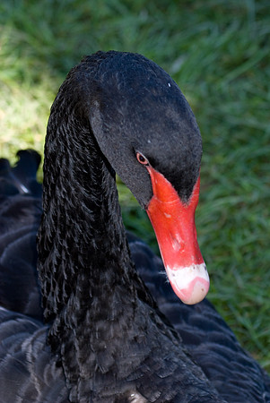 Black Swan