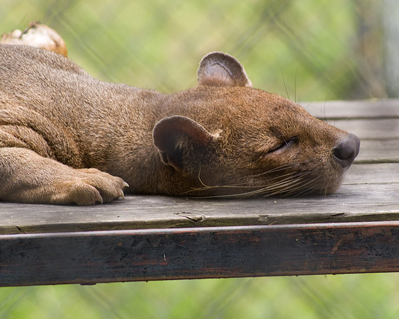 Nap Time
