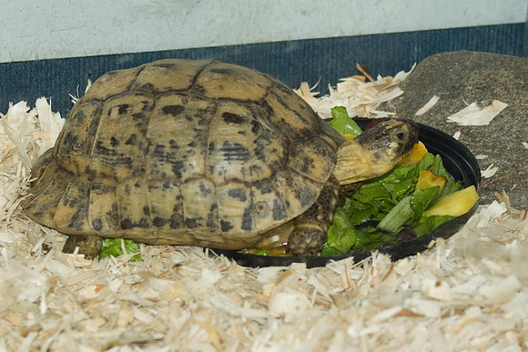 Not Salad Again