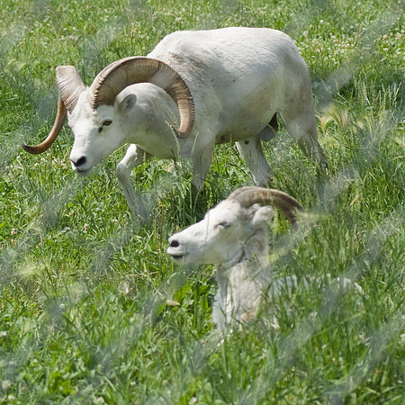 In The Meadow