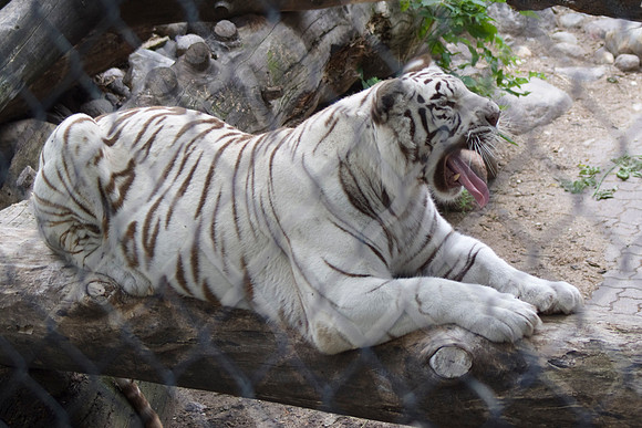 Yawn III