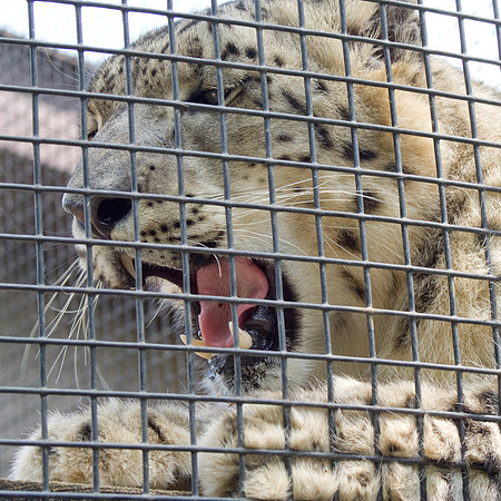 Yawn Part I