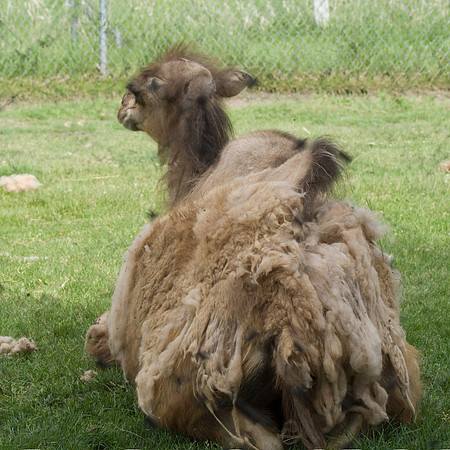 One Hump